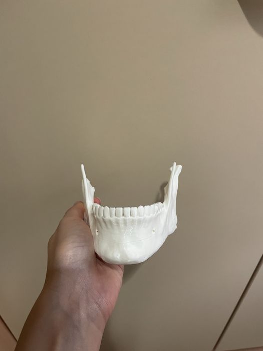 Анатомичен модел на череп, 3 части, OScar