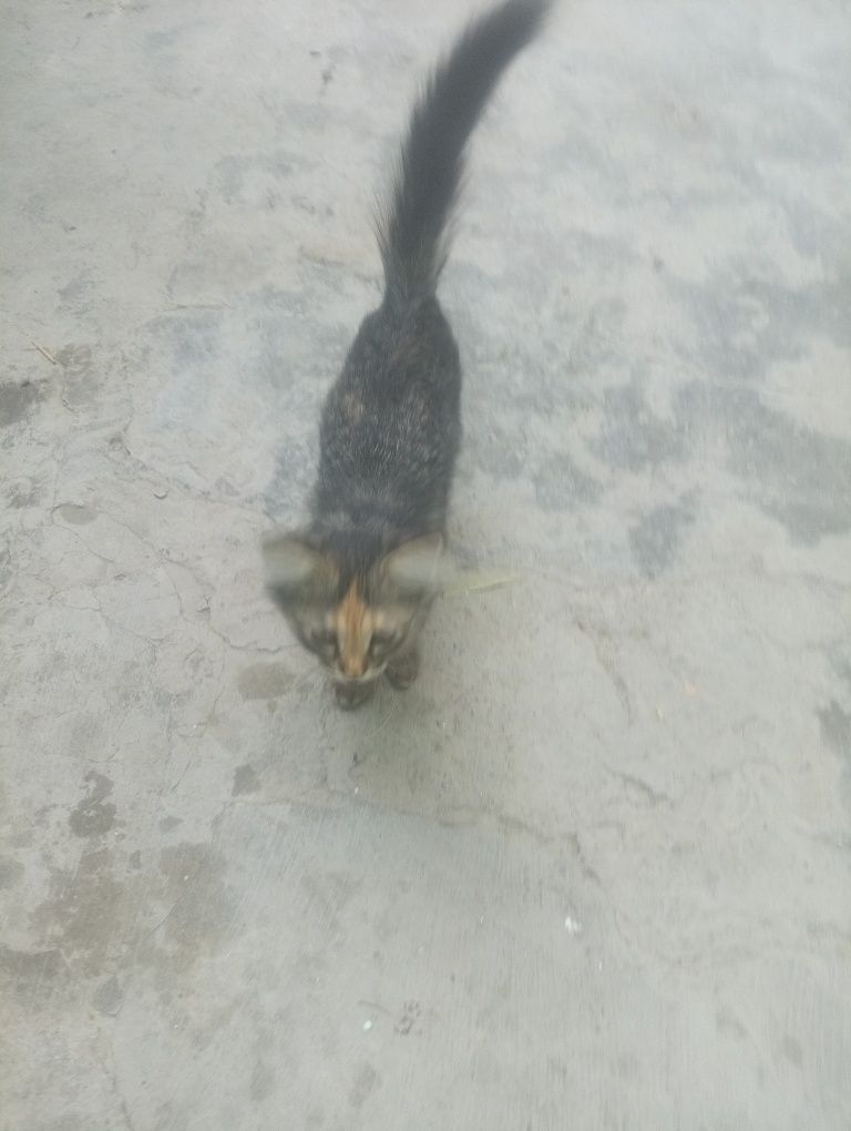 Отдам в хорошие руки бесплатно