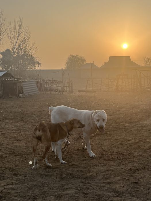 Ұрғашы қоңыр күшік сатылады