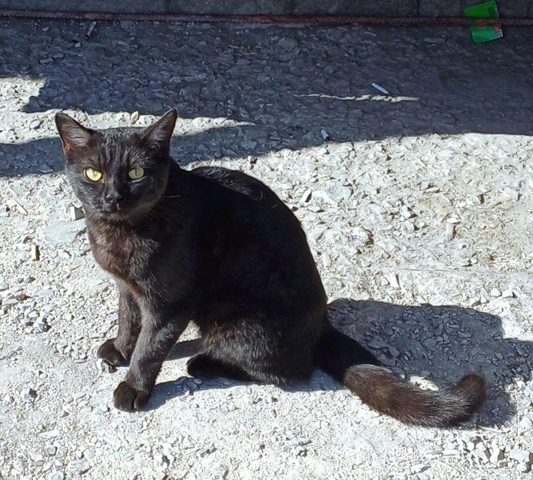 Молодой котик срочно ищет ответственных котородителей(котёнок,девоч