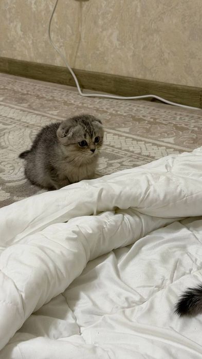 Кошку продам 150$ 200$