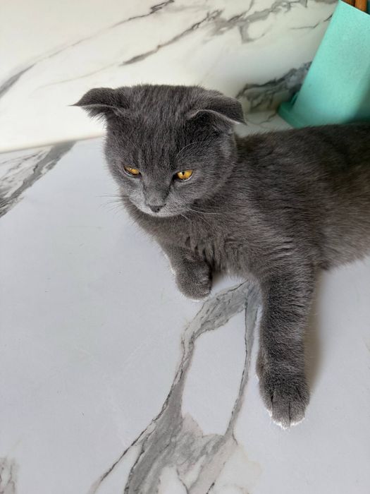 Scottish fold mushuk sotiladi 6oylik erkak