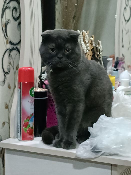 Skotsh fold mushugi sotiladi