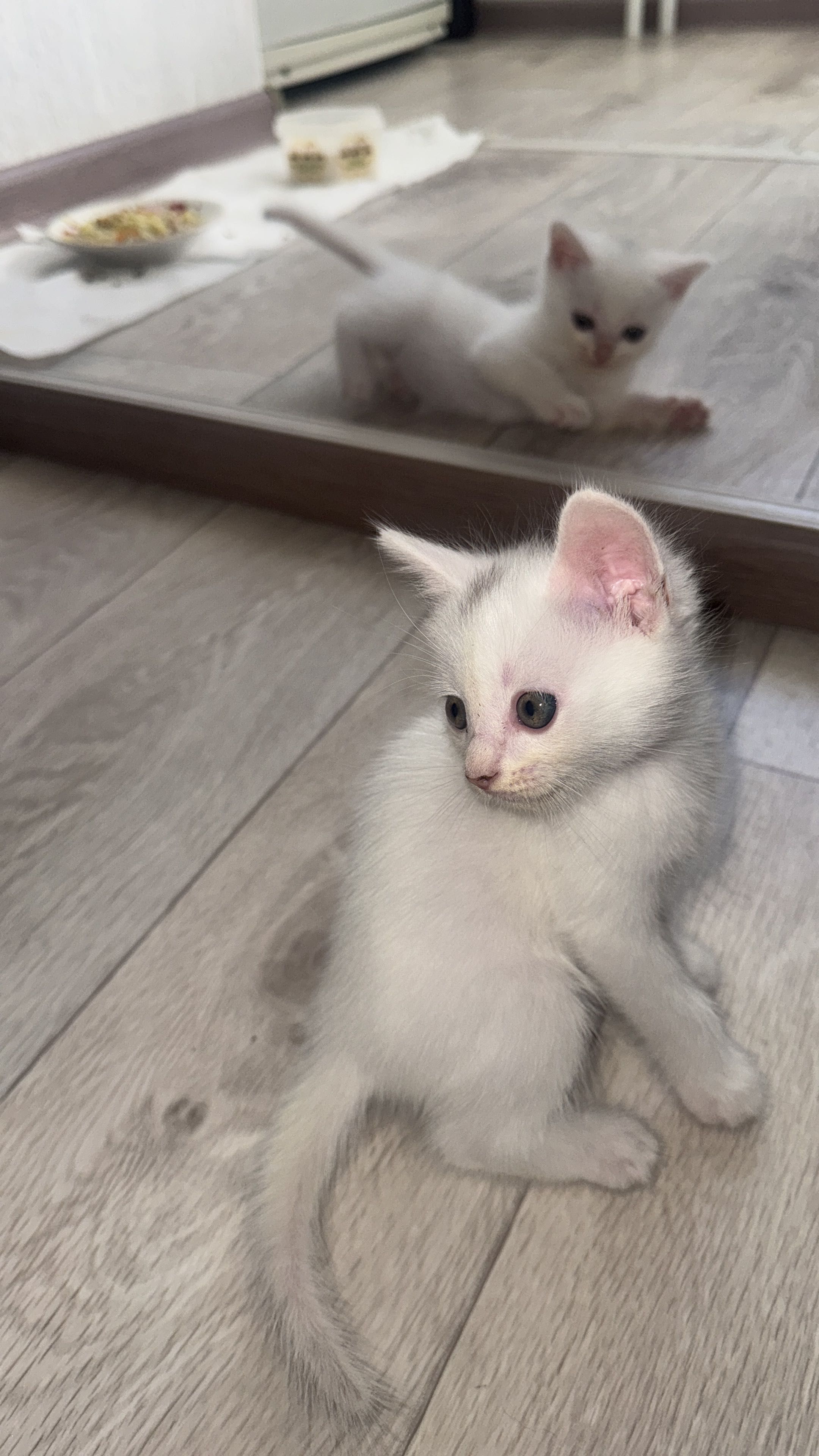 Отдам котят в добрые руки