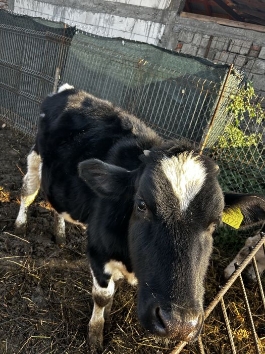 Vând vitea holstein