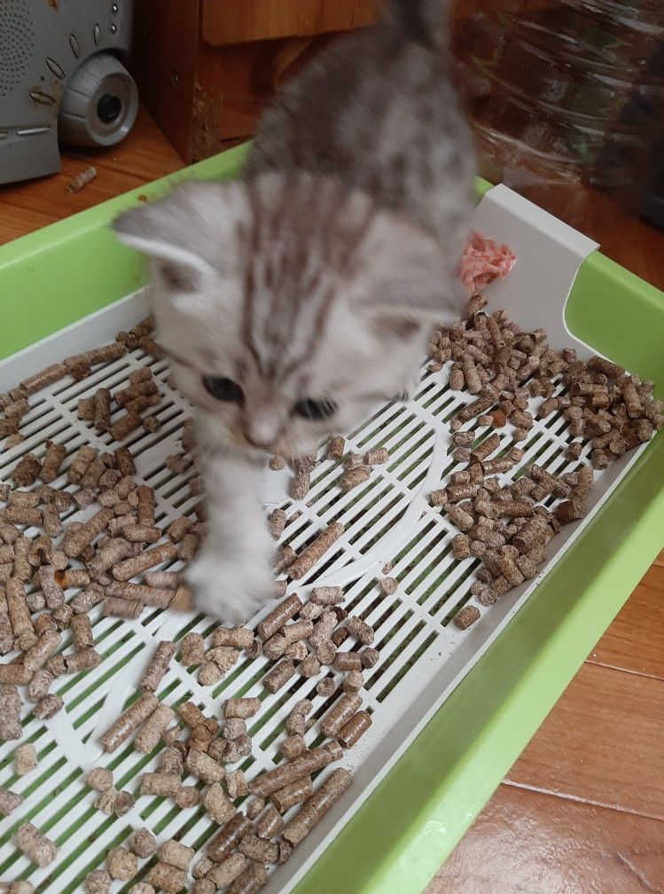 Котята скоттиш страйт