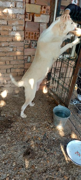 Кавказки вълкодав