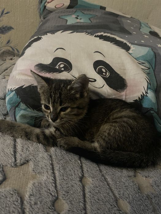 Отдам котенка в добрые руки