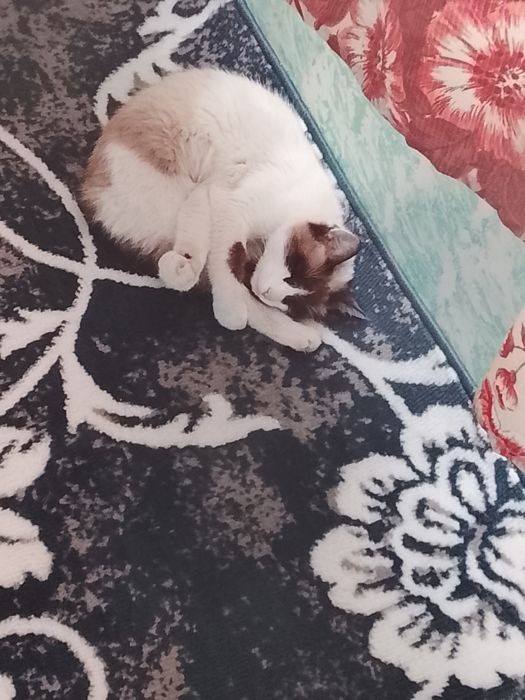 Zotor Mishiğ sotiladi