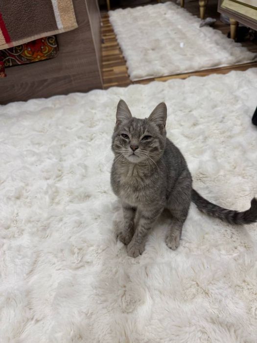 Отдам даром кошек мальчики