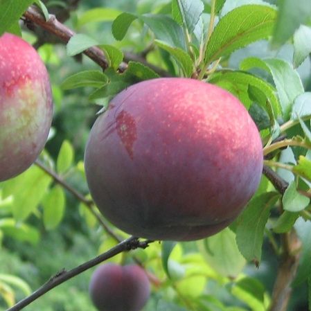 Prun (Soiul Sangue Di Drago )