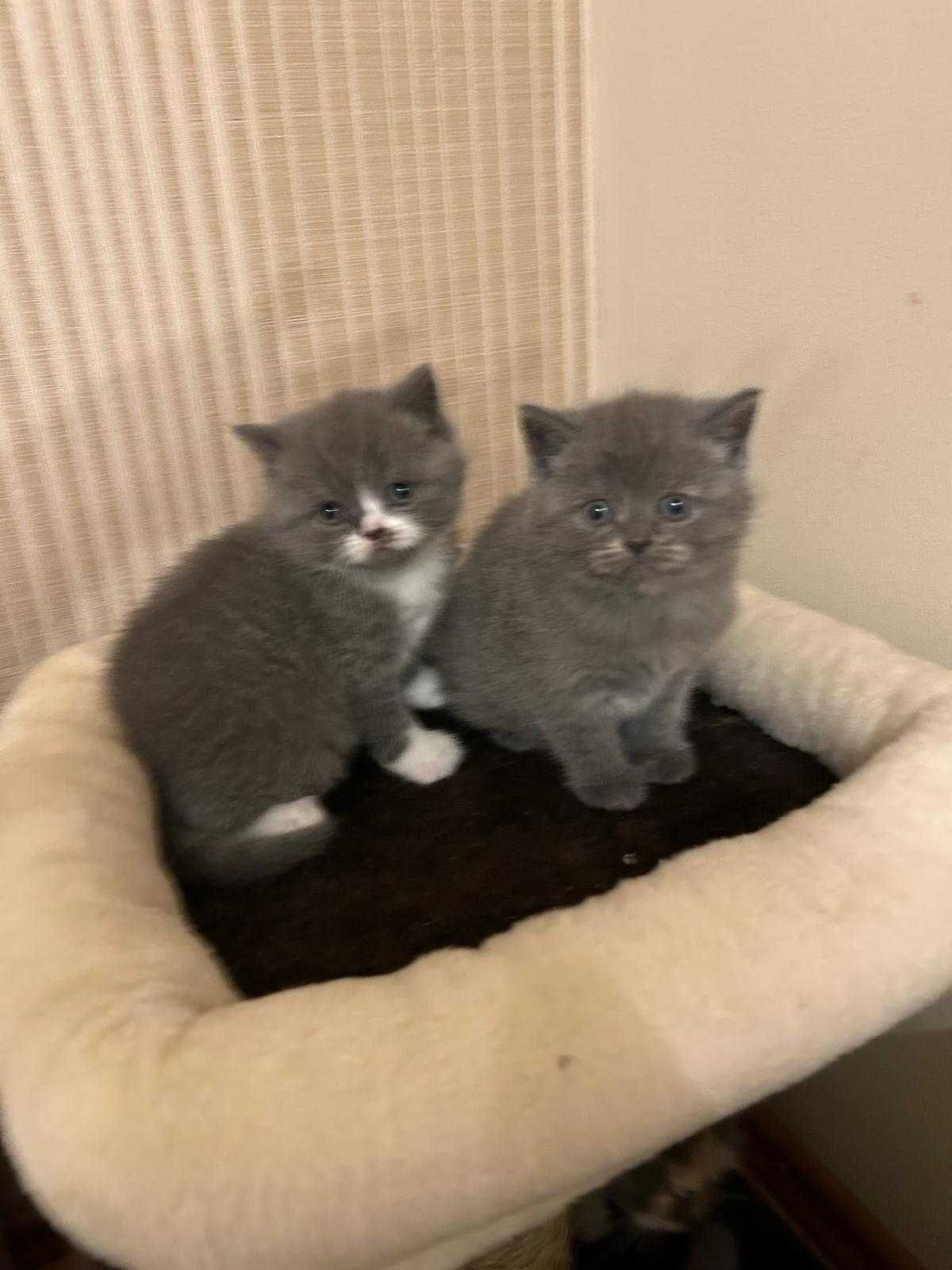 Pisici british shorthair