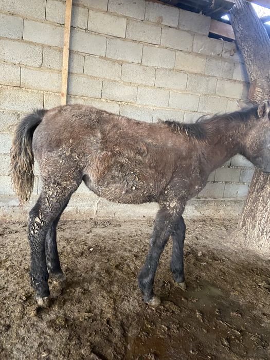 Жабагы  ургашы сатлад