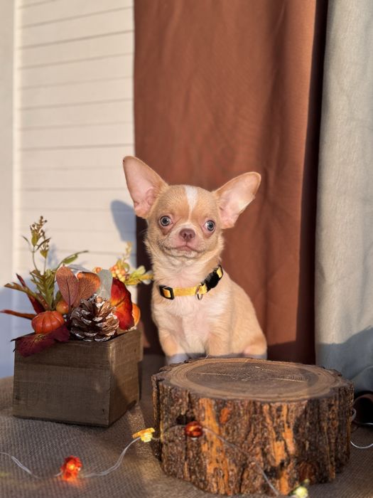 Продается щенок чихуахуа