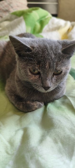 Кошечка отдам даром