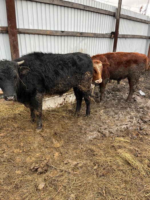 подсосные бычки 9 месяцев