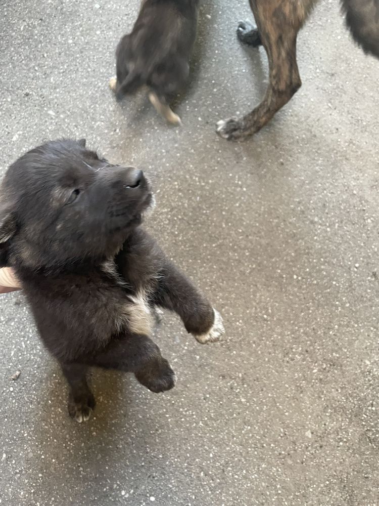 Donez catelusi 2 fetite si 1 baietel