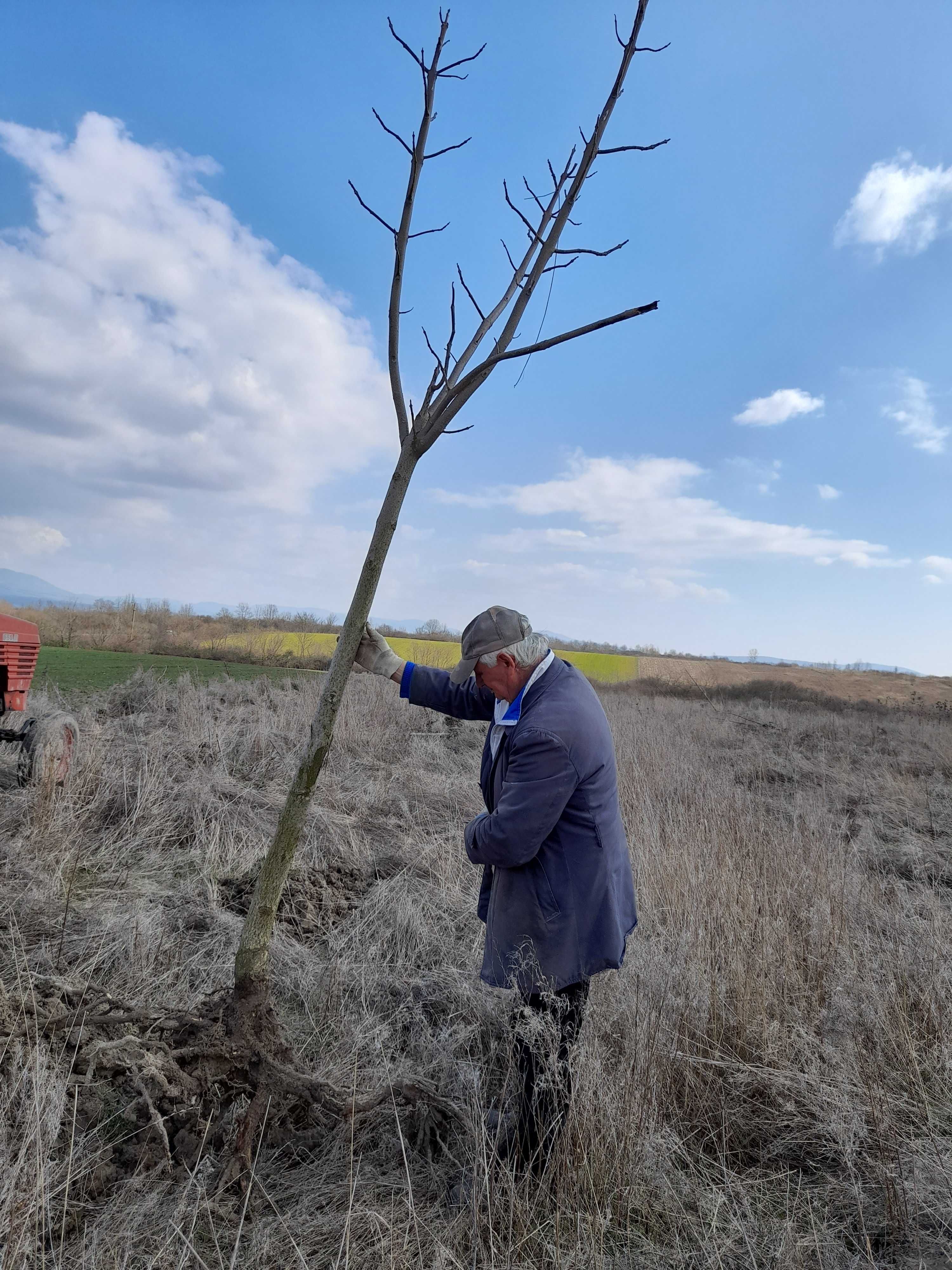 Arbori ornamentali absorb praful, zgomotul, Paulownia 3,5 m inaltime.