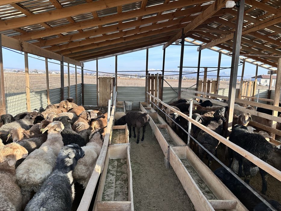 Семіз тоқты қой сатылады