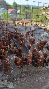 Găini roși ouătoare