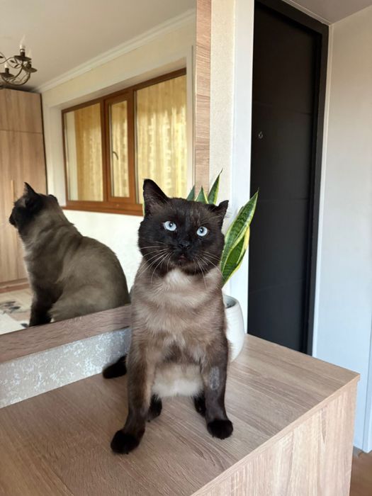 Пристраиваем котика