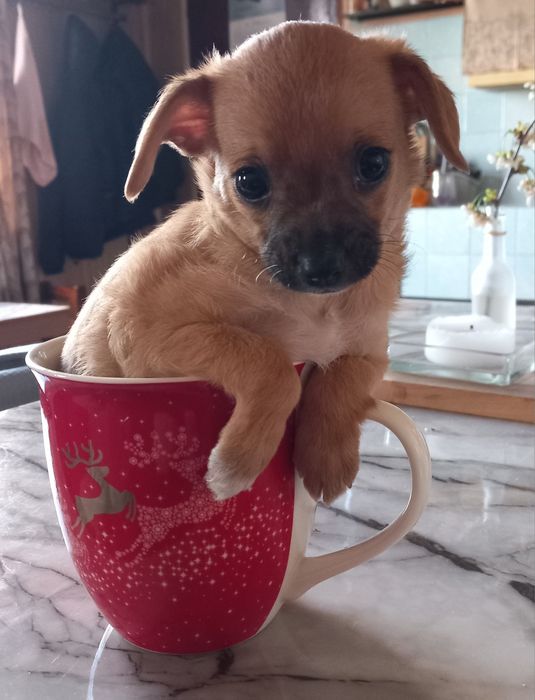 Чихупинчери. Три момчета.