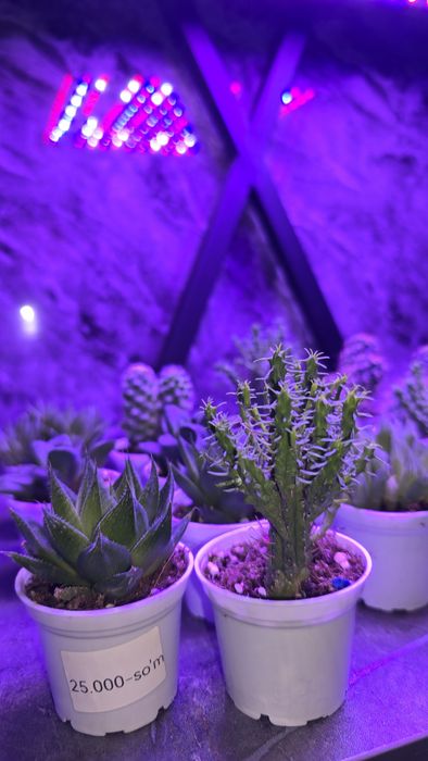 Kaktuslar xar xilidan