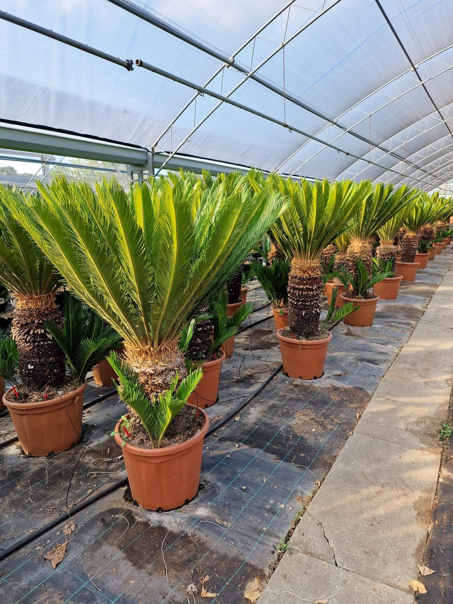 Palmieri cycas ornamentali