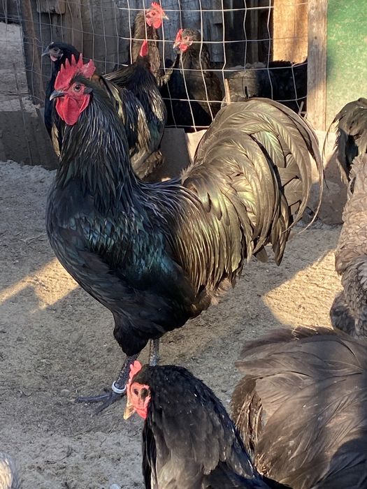 Oua Australorp incubat