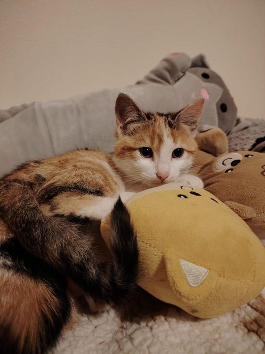 Spre adopție 2 pisicuțe surioare, zona Deva