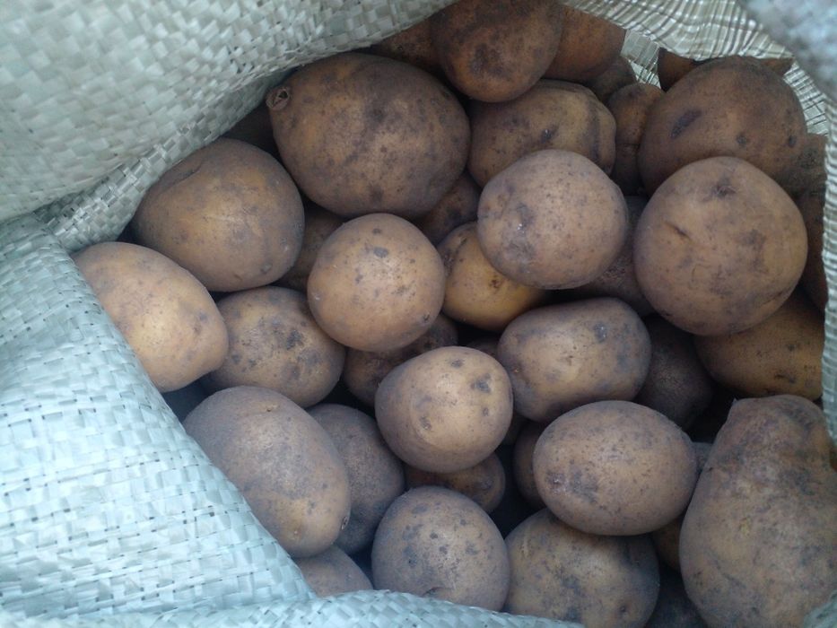 Домашнняя картофель
