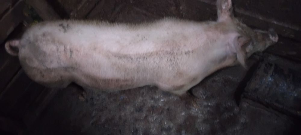 Прасе на 8 месеца