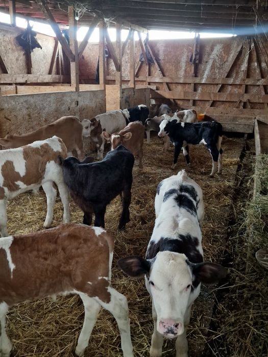 Aduc viței de rasă pe comandă dumneavoastră!!