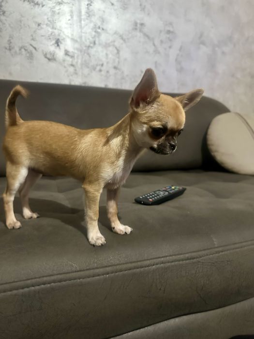 Чихуахуа мини момиче