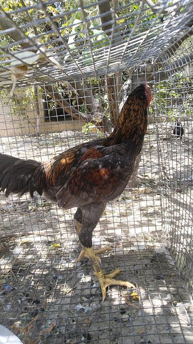 Голландские петухи