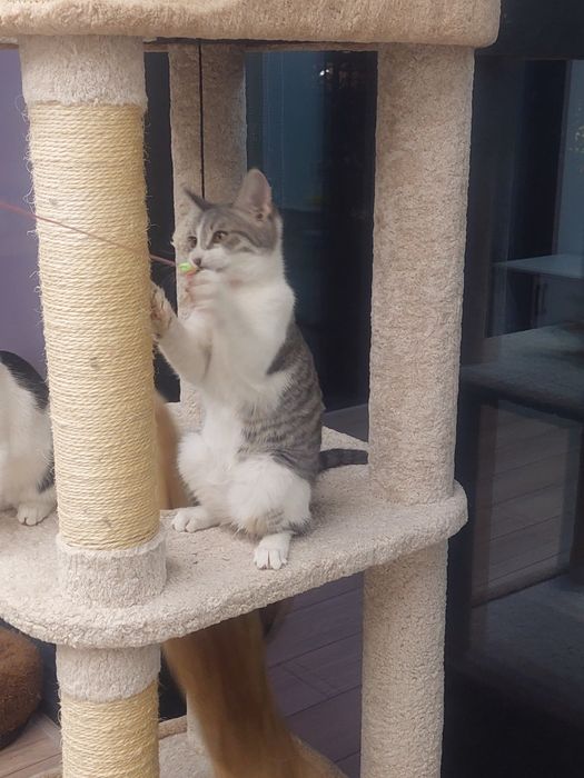 Котенок девочка Ташкент вакцинирована, имеет паспорт