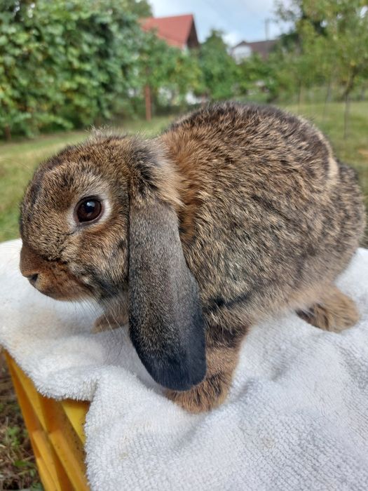 Femele,iepure berbec pitic 2+1 gratis