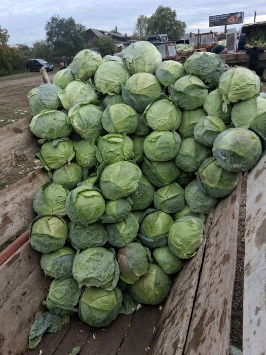 Cartofi și varză 2 lei transportul gratuit