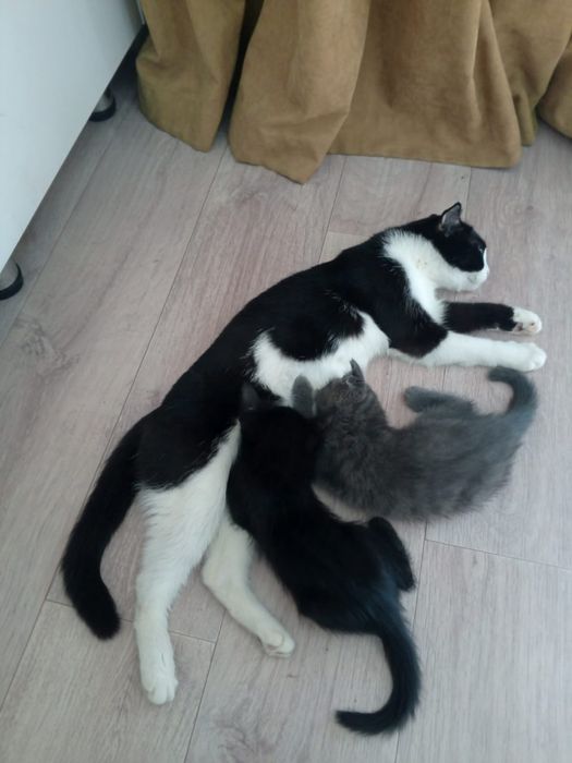 Кошка домашний хороший