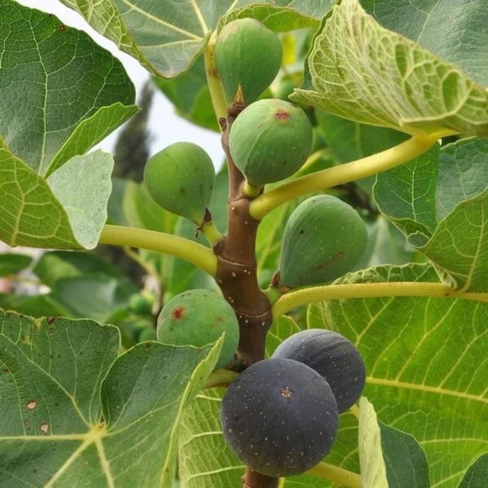 Smochin (Black Mission )