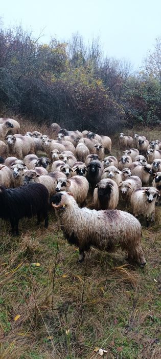 Oi turcane de vânzare