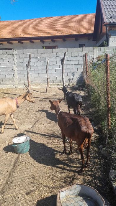 Capre Murciano Granadina