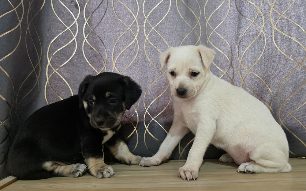 Срочно в хорошие руки ,помесь чихуахуа!