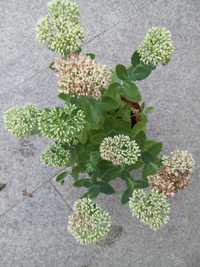 Sedum - planta perena de exterior