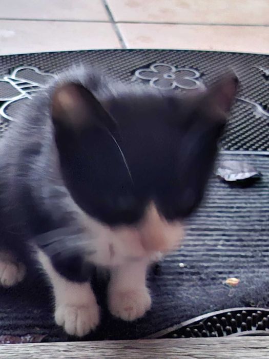 PISOI GRATUIT in Bucuresti