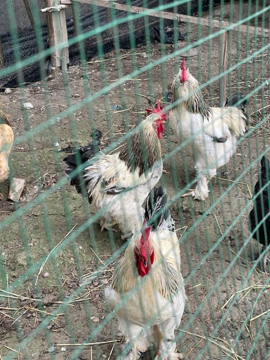 Toza brama Xôrozlar sotiladi
