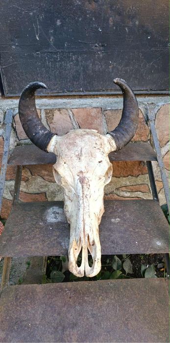 Череп с големи рога