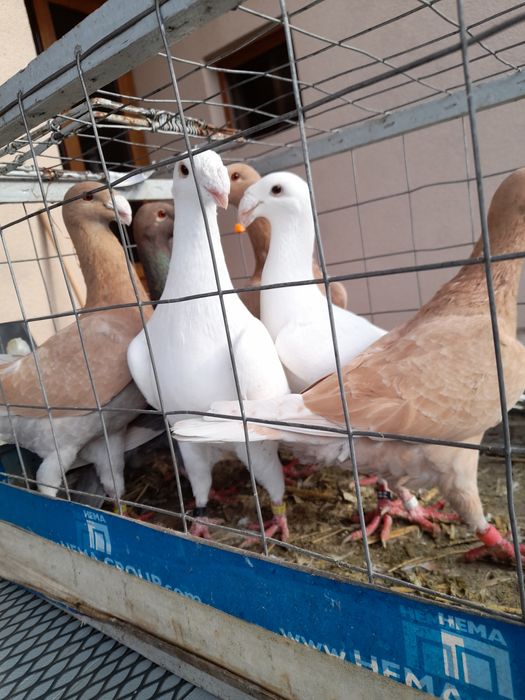 Vînd porumbei voiajori germani de ftumusețe