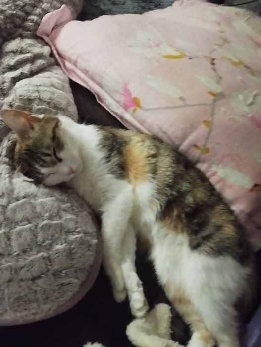 отдам кошку в добрые руки