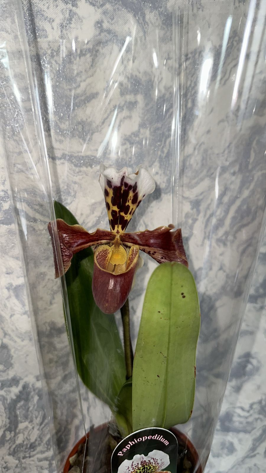 Орхидеи пафиопедилиум